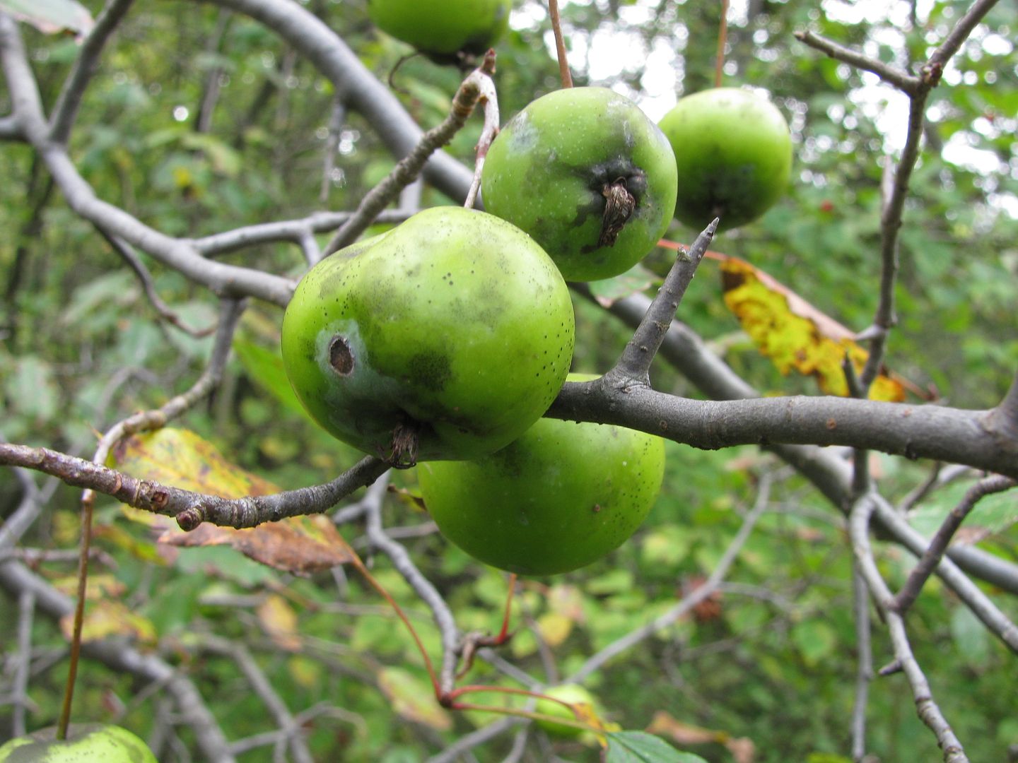 Has anyone tried to graft to thornapple tree? All Things Habitat